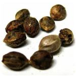 Семена марихуаны АК-47 (Seeds AK-47) в Старой Руссе Семена марихуаны АК-47 (Seeds AK-47) в Старой Руссе